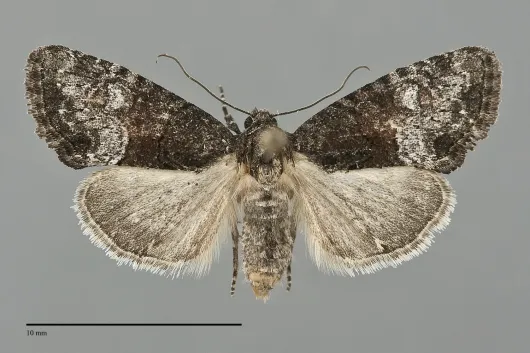 Neoligia lillooet