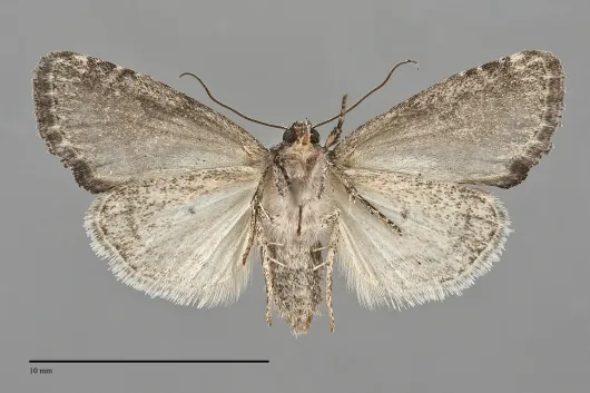 Neoligia lillooet