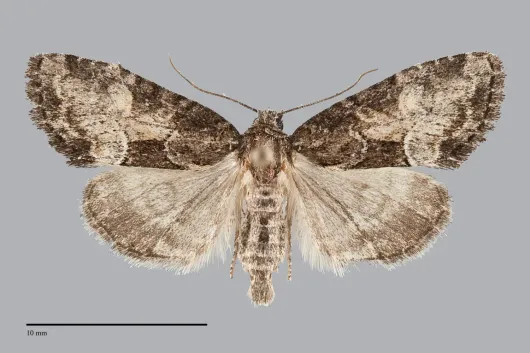 Neoligia subjuncta