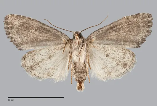 Neoligia subjuncta