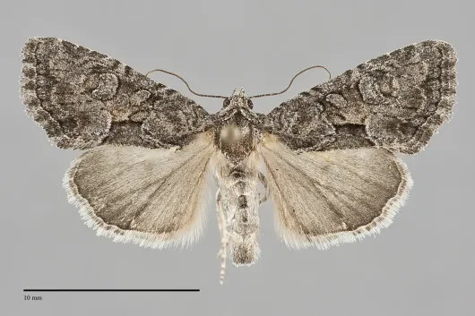 Neoligia tonsa