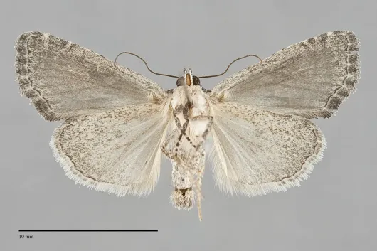 Neoligia tonsa