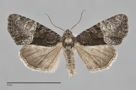 Neoligia tonsa