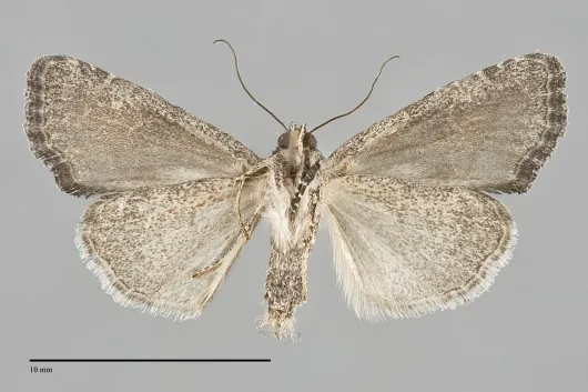 Neoligia tonsa