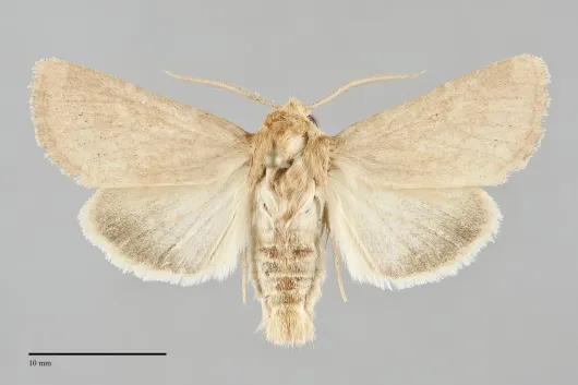 Nephelodes demaculata
