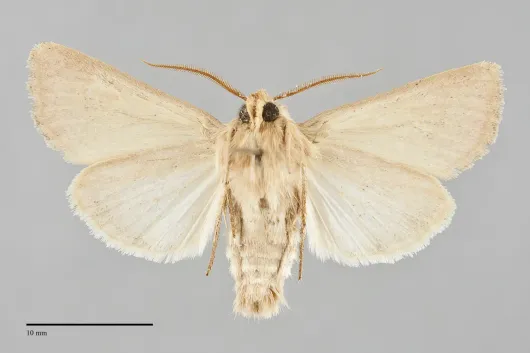 Nephelodes demaculata