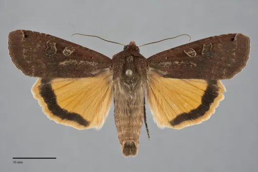 Noctua pronuba