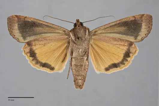 Noctua pronuba
