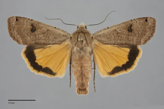 Noctua pronuba