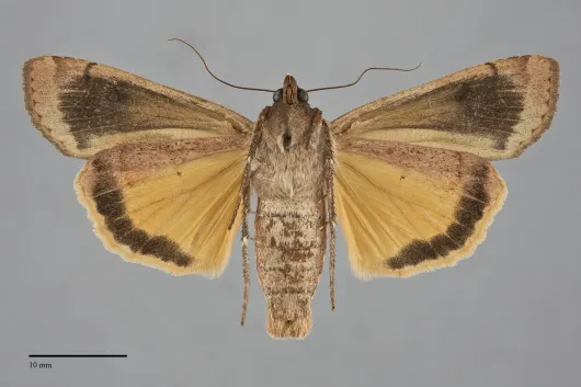 Noctua pronuba