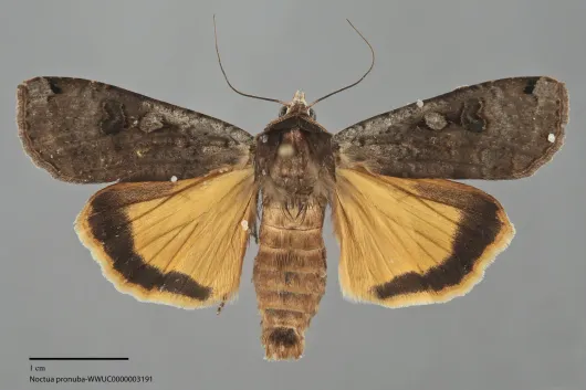 Noctua pronuba