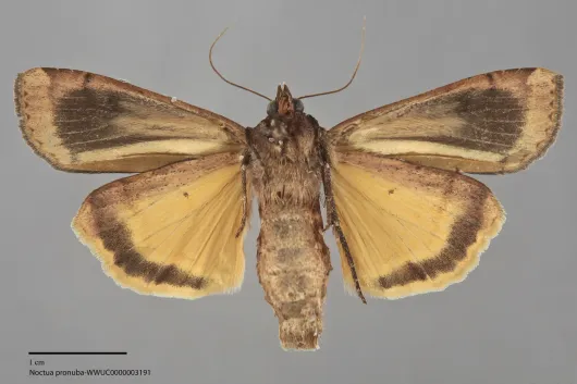 Noctua pronuba