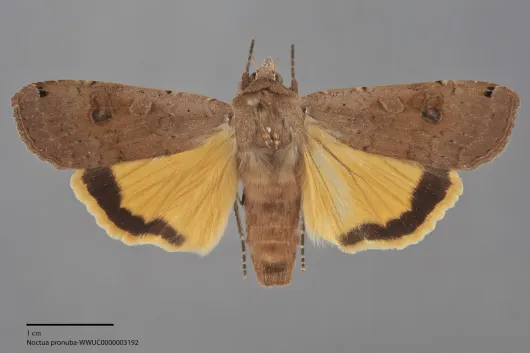Noctua pronuba