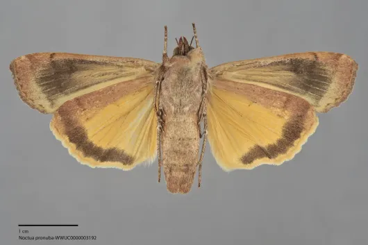 Noctua pronuba