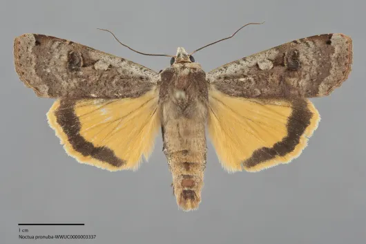 Noctua pronuba