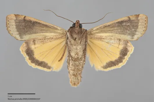 Noctua pronuba