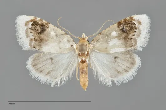Nola cilicoides