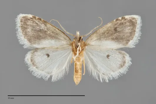 Nola cilicoides