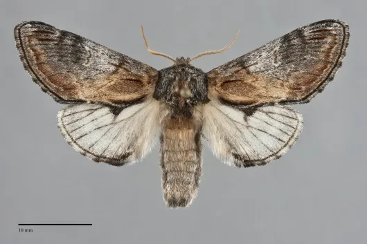 Notodonta pacifica