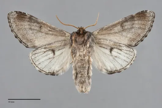 Notodonta pacifica