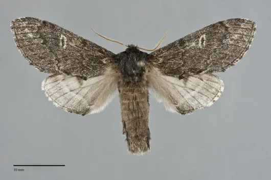 Notodonta torva