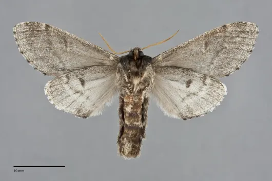 Notodonta torva