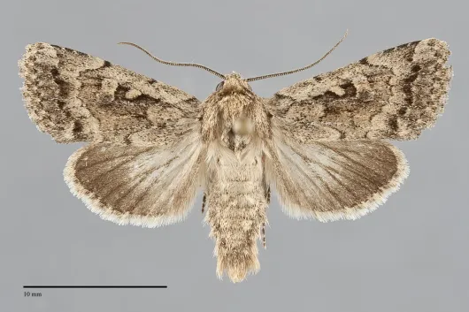 Nudorthodes texana
