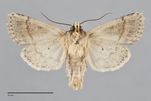 Nudorthodes texana