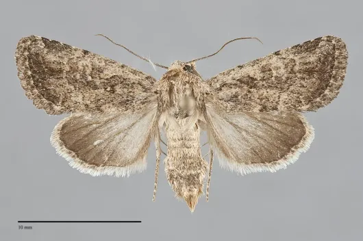 Nudorthodes texana