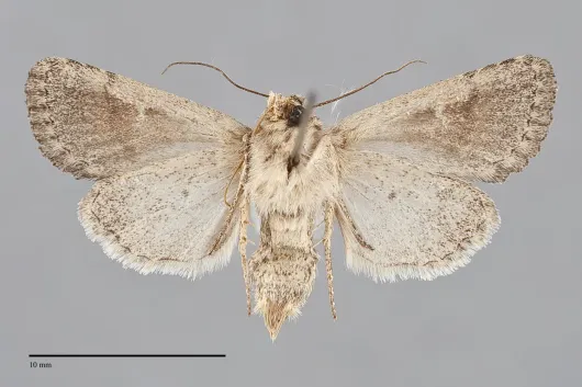 Nudorthodes texana