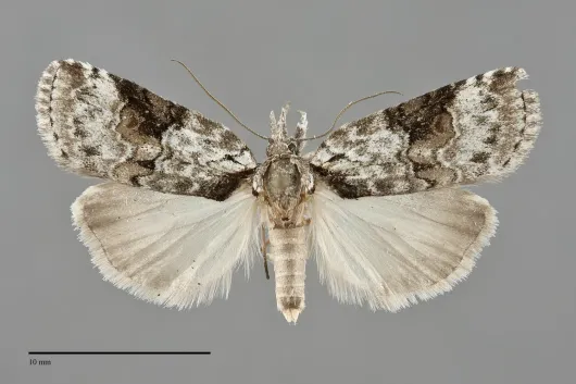 Nycteola cinereana