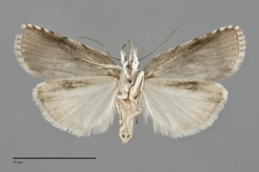 Nycteola cinereana