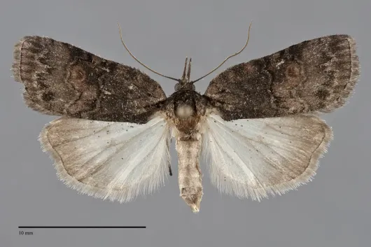 Nycteola cinereana