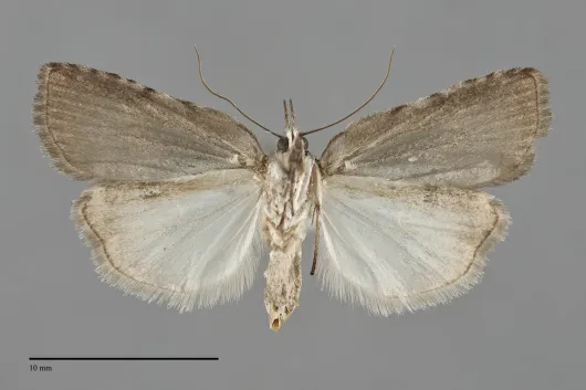 Nycteola cinereana