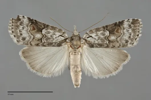 Nycteola cinereana