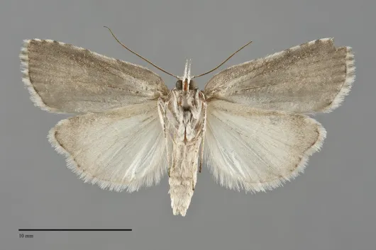 Nycteola cinereana