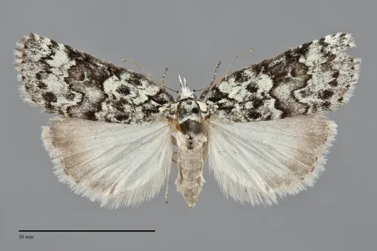 Nycteola columbiana
