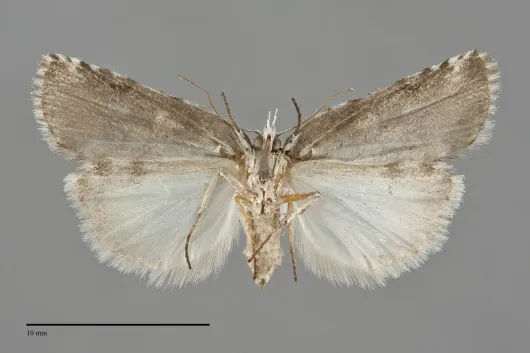 Nycteola columbiana