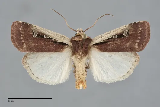 Ochropleura implecta