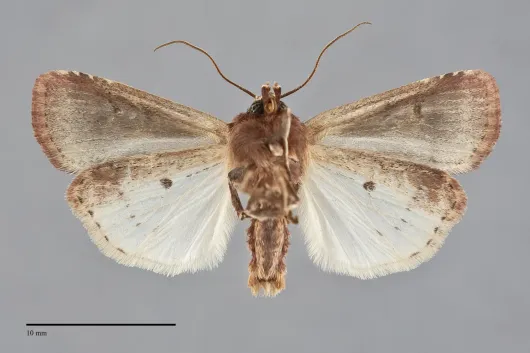 Ochropleura implecta