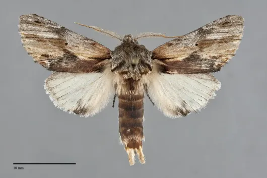 Oedemasia salicis
