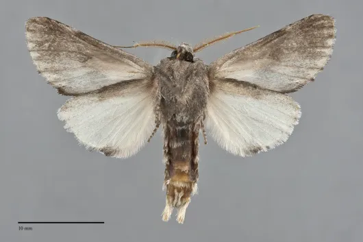 Oedemasia salicis