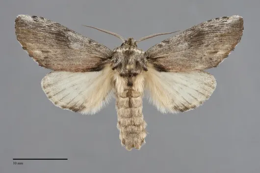 Oedemasia semirufescens