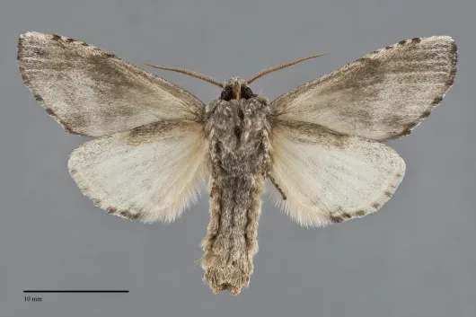 Oedemasia semirufescens