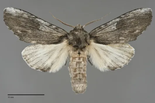 Oedemasia semirufescens