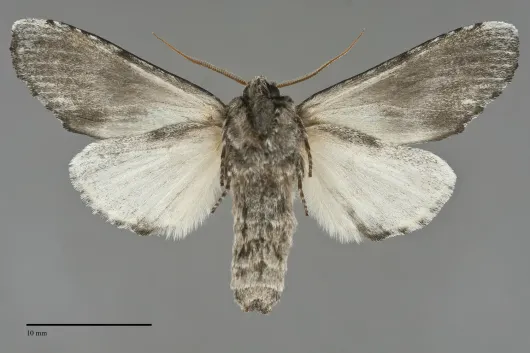 Oedemasia semirufescens