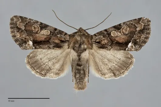 Oligia divesta