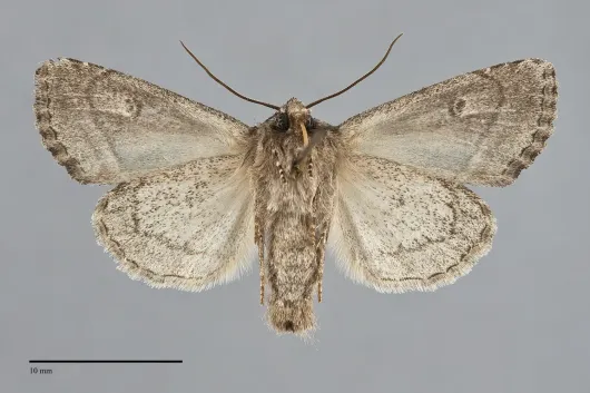 Oligia divesta