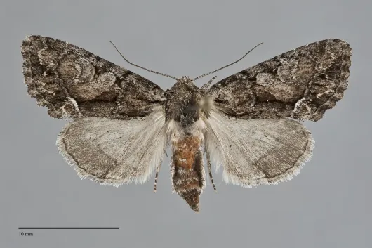 Oligia divesta