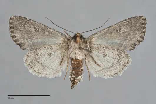Oligia divesta